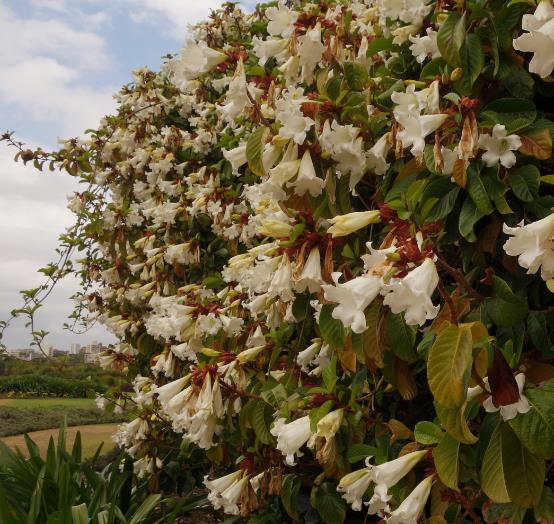 Beaumontia Grandiflora - Trepadeira Trombeta De Arauto,trepadeira Trombetas Do Nepal, Trombeta Branca