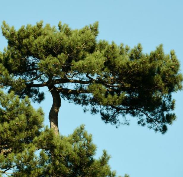Pinus nigra Ssp laricio (Córsega) - Pinheiro Córsega, Pinheiro larício córsico, Pinheiro negro da Cór