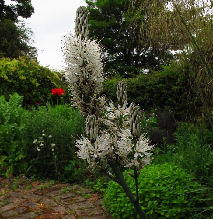 Asphodelus albus - Asfódelo Branco, Asfódelo de Líquen de Bordas Brancas
