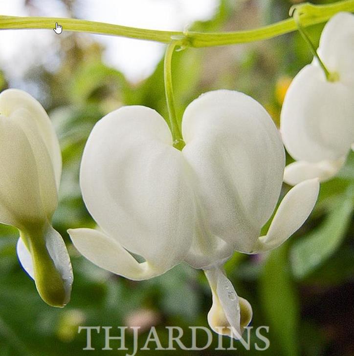Dicentra spectabilis Alba (Lamprocapnos spectabilis Alba) - Coração Sangrento Branco