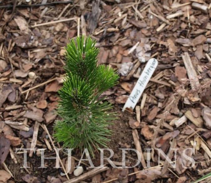 Pinus thunbergii - Pinheiro negro Japonês
