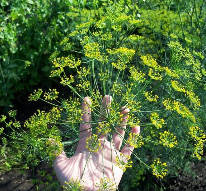 Anethum graveolens Mammoth (C.O) - Dill Mamute, Endro Gigante, Aneto Mamute