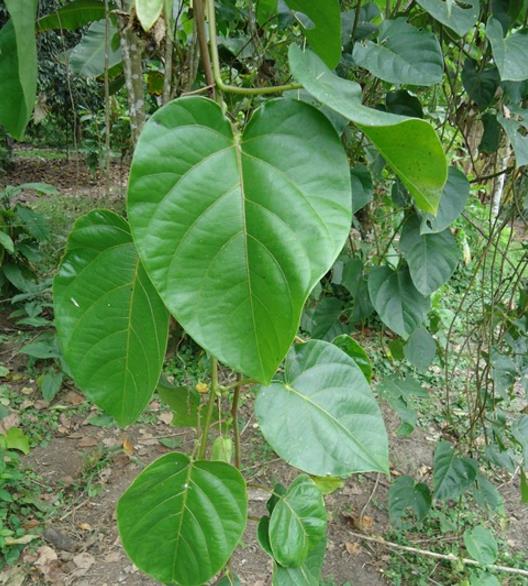 Passiflora tilifolia - Maracujá Doce Tilifolia, Maracujá Doce da Colômbia