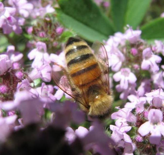 Thymus serpyllum -  Tomilho Selvagem, Grama Rosa Tomilho Aromática, Tomilho Rastejante, Tomilho Lim