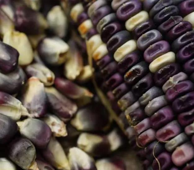 Zea mays Cherokee White Eagle (C.O) - Milho Cherokee Águia Branca