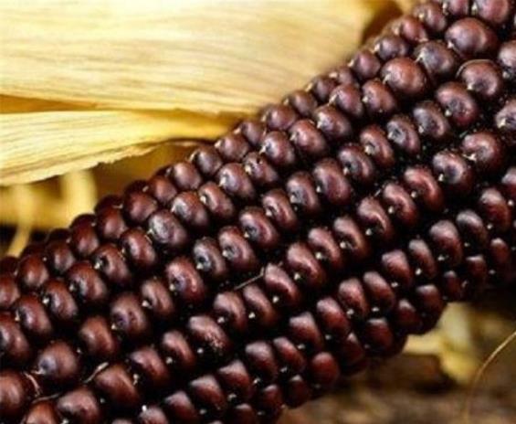 Zea Mays Osage Brown (Certificação Orgânica) - Milho Chocolate do Povo Osage, Milho chocolate