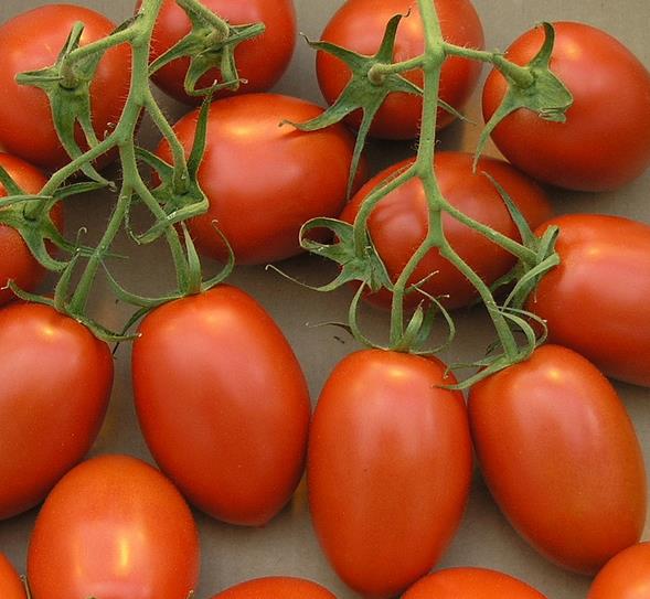 Solanum lycopersicon Roma VF - Tomate Italiano Pomodoro Roma VF, Tomate Pomo d'Oro Roma VF