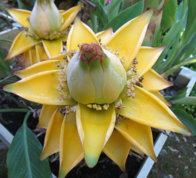 Musella lasiocarpa - Banana Lotus Dourada, Lótus dourada, Banana anã chinesa