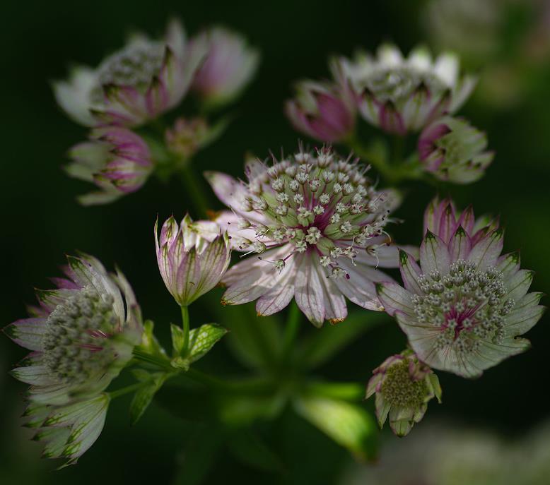 Astrantia maxima (Astrantia heterophylla, Astrantia speciosa) - Estrela Maior, Grande Obra-Prima, Masterwort