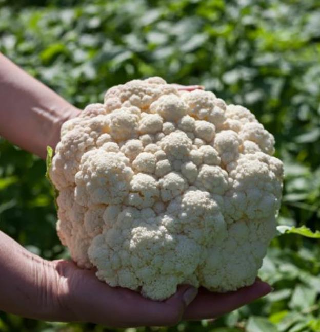 Brassica oleracea  - Couve Flor Gigante de Nápoles