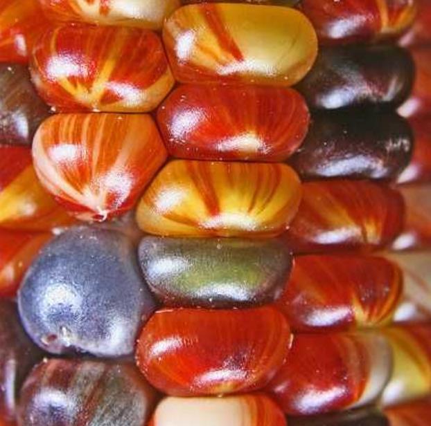 Zea mays Wade's Giant Indian Corn (C.O.) - Milho Gigante, Milho Gigante Indiano