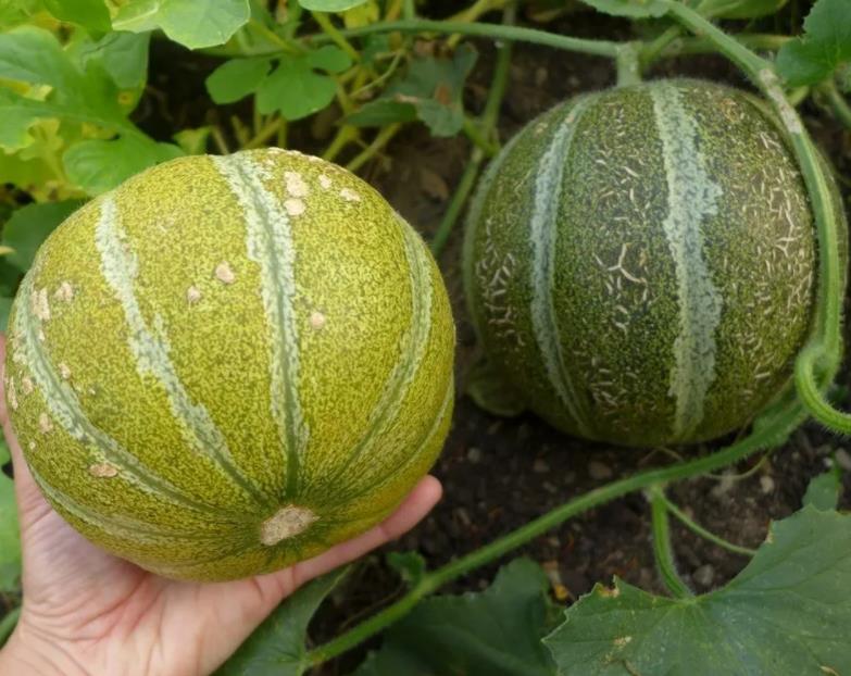 Cucumis melo Ha'Ogen (Certificação Orgânica) - Melão de Israel, Melâo Ha Ogem, Mini Melão Kibbutz, Melâo HaOgem