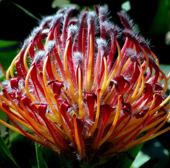 Leucospermum glabrum - Protea arbusto almofada de alfinetes de Outeniqua, Outeniqua pincushion