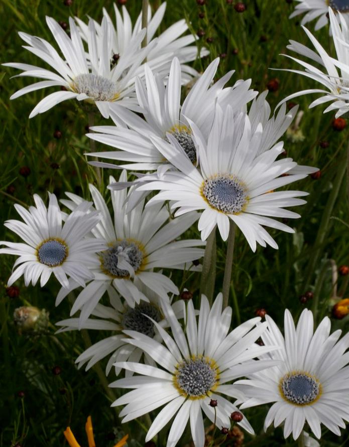 Arctotis grandis - Margarida Africana de Olhos Azuis, Blue Eyed Daisy, Margarida Africana Grandis