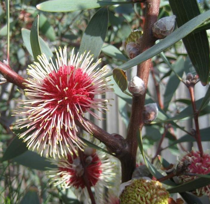 Hakea laurina - Protea Hakea Almofada de Alfinetes, Pincushion Hakea, Hakea Ouriço do Mar