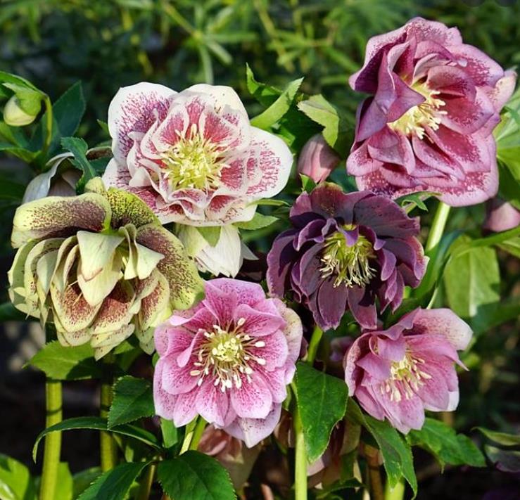 Helleborus x hybridus (Mix) - Rosa Quaresmal Mix, Flor de Cristo Mix, Rosa de Natal Mix, Heléboro Mix
