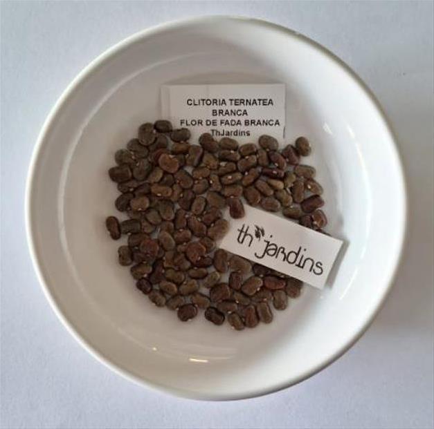 Clitoria ternatea Albiflora - Ervilha Borboleta Branca, Flor de Fada Branca, Flor de Concha, Rainha Branca, Po