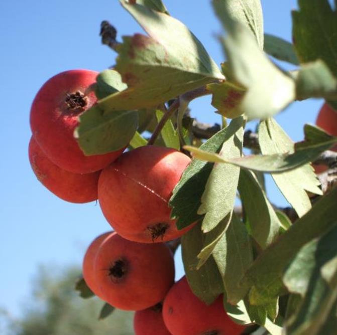 Crataegus azarolus - Planta do Coração, Espinheiro do Mediterrâneo, Azarole, Hawthorn Berry