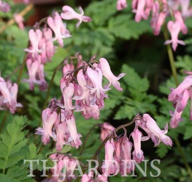 Dicentra eximia -  Coração Sangrento, Samambaia Coração Sangrento