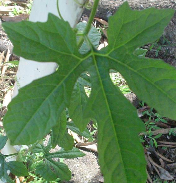 Cionosicyos Macranthus - Maracujá melão do Panamá, Panamá passionfruit melon, maracujá chino