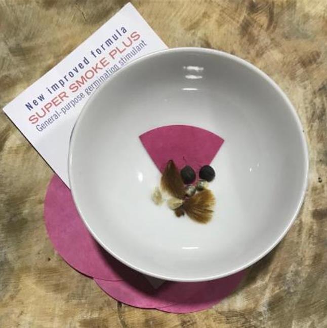 Smoke Seed Primer Plus - Super Smoke Plus (Disco de Fumaça para Germinação) - Disco de Fumaça para tratamento e quebra d