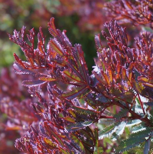Acacia Baileyana Purpurea - Acacia, Purple Cootamandra Wattle, Purple Leaf Acacia, Acacia Baileyana Purpurea