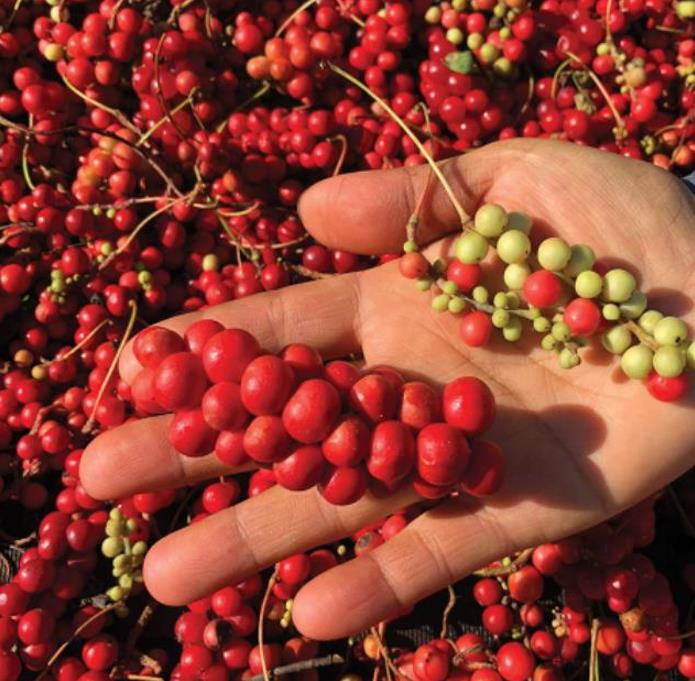 Schisandra chinensis - Cereja dos 5 Sabores (Wu-Wei-Zi), Magnolia Berry, Limonnik, Uva Vermelha