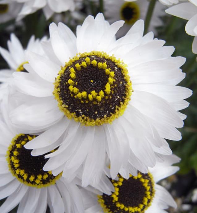 Acroclinium roseum 'Pierrot' - Rosa Eterna Pierrot, Flor Imortal Australiana, Margarida Eterna Pierrot