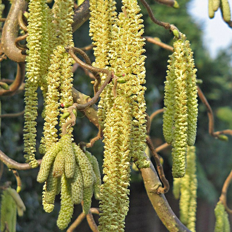 Corylus avellana - Avelã, Avelãs Giresum, Hazelnut