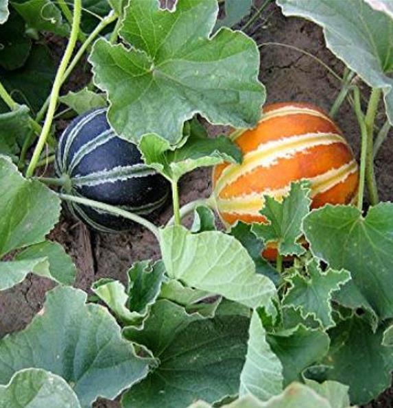 Cucumis melo Kajari (C.O) - Melão Kajari, Melão Mel, Honeydew Melon
