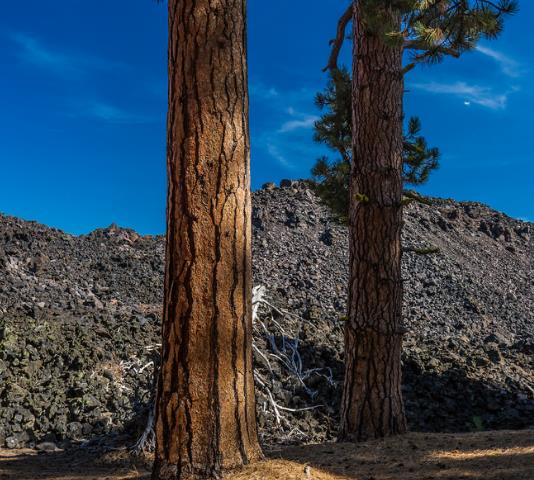 Pinus ponderosa - Pinheiro ponderosa, Pinheiro amarelo, Pinheiro Blackjaks
