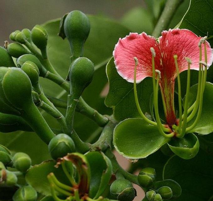 Afzelia quanzensis - Árvore da Sorte, Mogno da Sorte, Amuleto de Caça