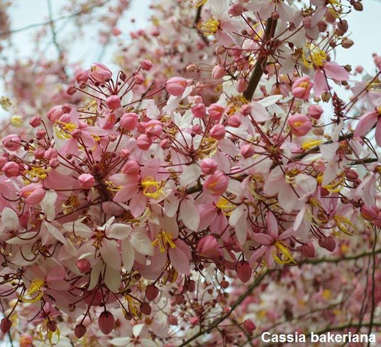 Cassia bakeriana  - Cassia Flor de Macieira Anã, Cássia Chuveiro Cor-de-rosa, Árvore dos Desejos