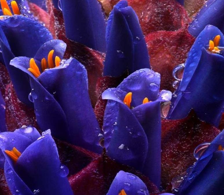 Puya venusta - Bromélia Chagualillo, Chagualillo