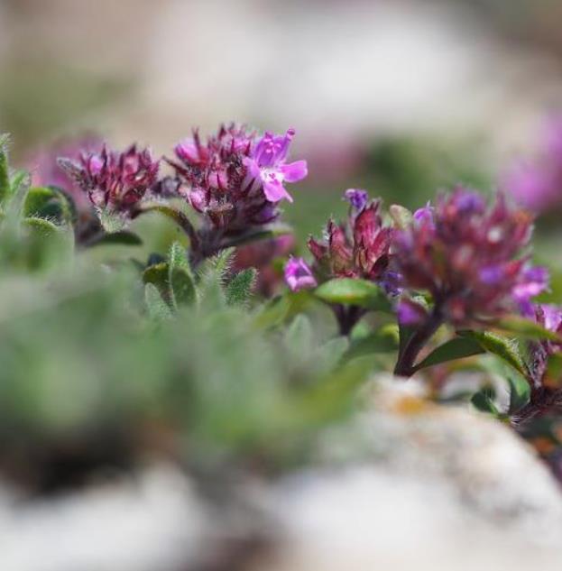 Thymus praecox - Tomilho Rastejante, Gramado Tomilho, Grama Aromática, Tomilho Mãe, Mother of Thy