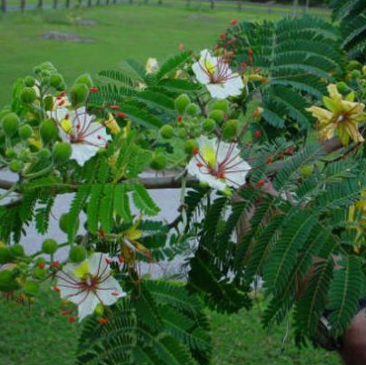 Delonix pumila - Poinciana adansonioides anã, Flamboyant Baobá, Flamboyant Garrafa