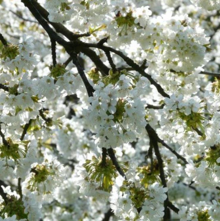 Prunus avium 'Bing' + Prunus avium 'Rainier' - Cereja Doce, Cereja de Natal