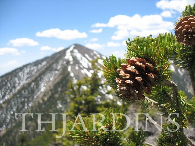 Pinus aristata - Pinus Bristlecone