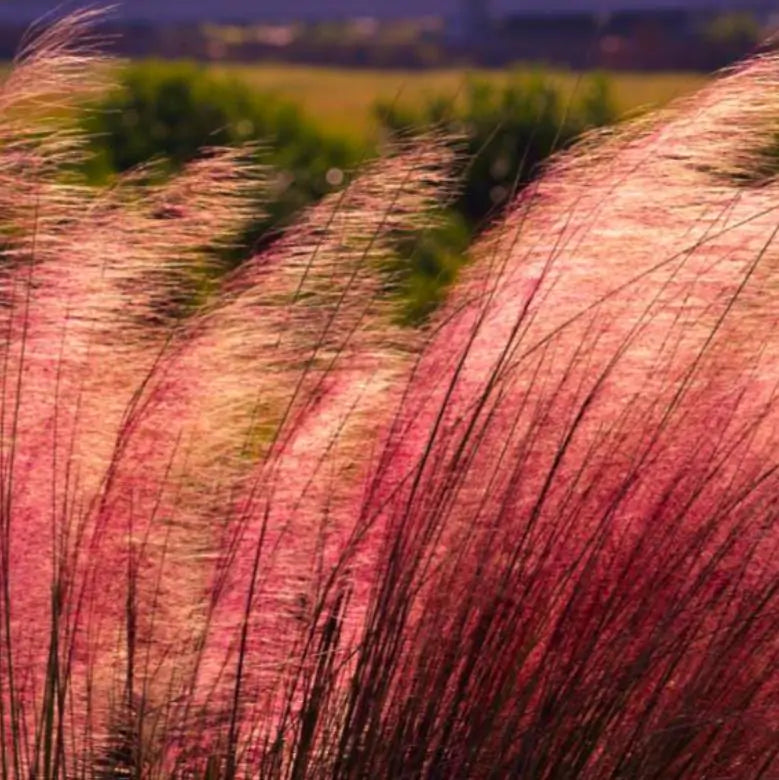 Muhlenbergia capillaris - Grama Rosa Ornamental, Grama Rosa, Muhlygrass, Mulhy Pink Grass, Sweetgrass