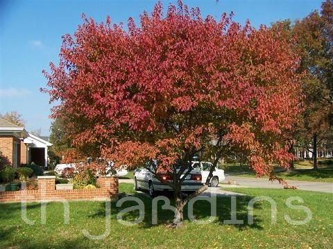 Acer tataricum ssp Ginnala - Amur maple, Acer ginnala