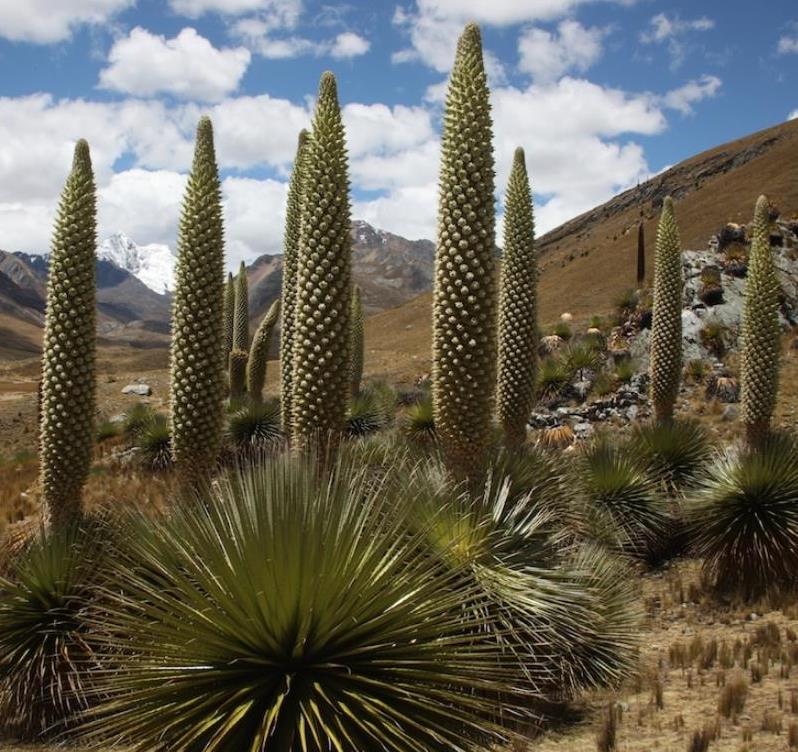 Puya raimondii (maior bromélia do mundo) - Bromélia Gigante, Rainha das Bromélias, Rainha dos Andes