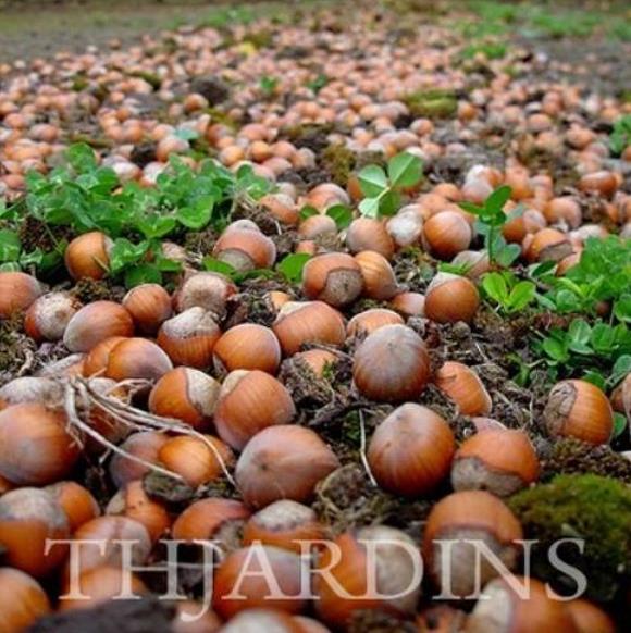 Corylus avellana - Avelã, Avelãs Giresum, Hazelnut