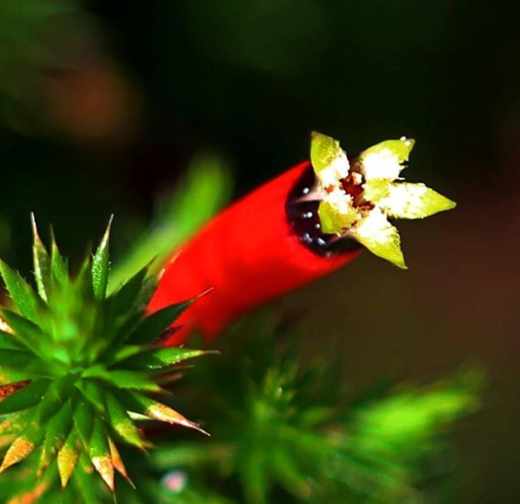Astroloma foliosum - Arbusto De Natal, Mini pinheiro de Natal, Candle Cranberry, Christmas bush