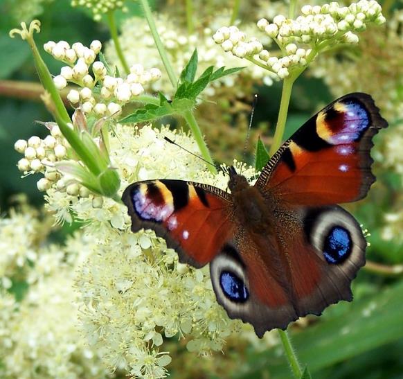 Filipendula Ulmaria (Spirraea Ulmaria) - Aspirina Vegetal, Erva Ulmeira, Rainha do Prado, Hidromel