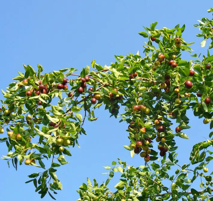 Ziziphus jujuba - Jujuba Chinesa, Jujubeira, Tâmara Vermelha, Tâmara Chinesa