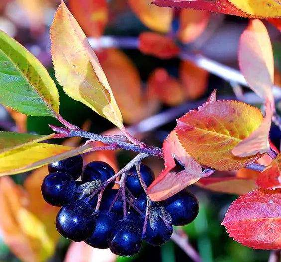 Aronia melanocarpa (Photinia melanocarpa) - Cereja negra, Aronia berry, Black chokeberries