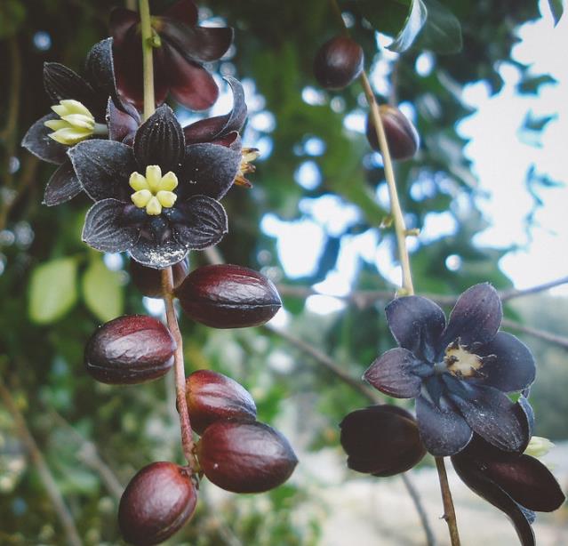 Lardizabala biternata - Coguilera, Coguil, Fruta Zabala, Lardizabala, Voqui Coille