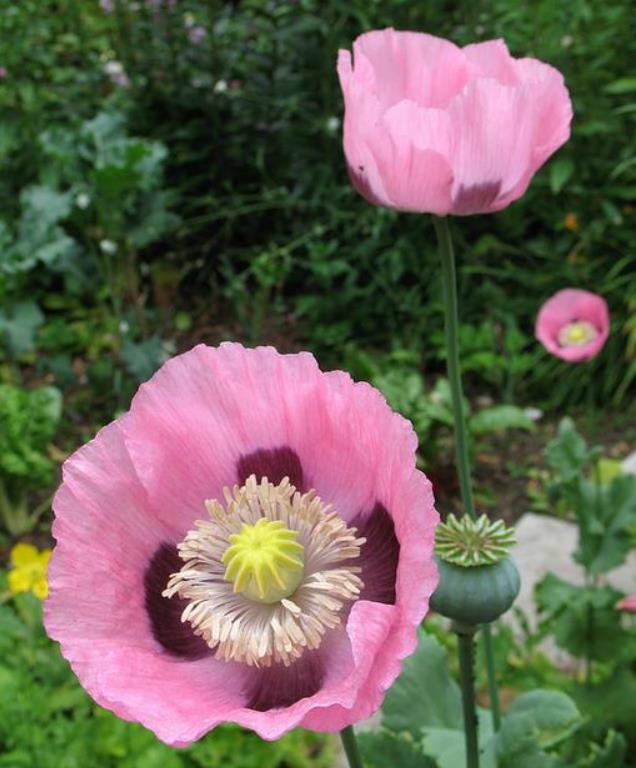 Papaver somniferum - Dormideira, Papoula Dormideira