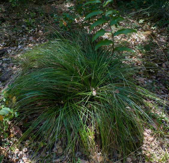 Xerophyllum tenax - Lírio relva, Relva aromática, Grama de urso