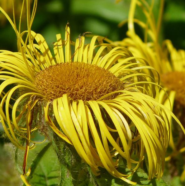 Inula magnifica 'Sonnenstrahl' - Inula gigante, Inula sonnenstrahl, Inula magnifica "Raio de Sol", Margarida giga